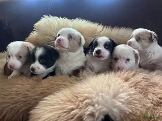 Welsh Corgi Cardigan honden Welsh Corgi Cardigan pups te koop - Advertentie 3