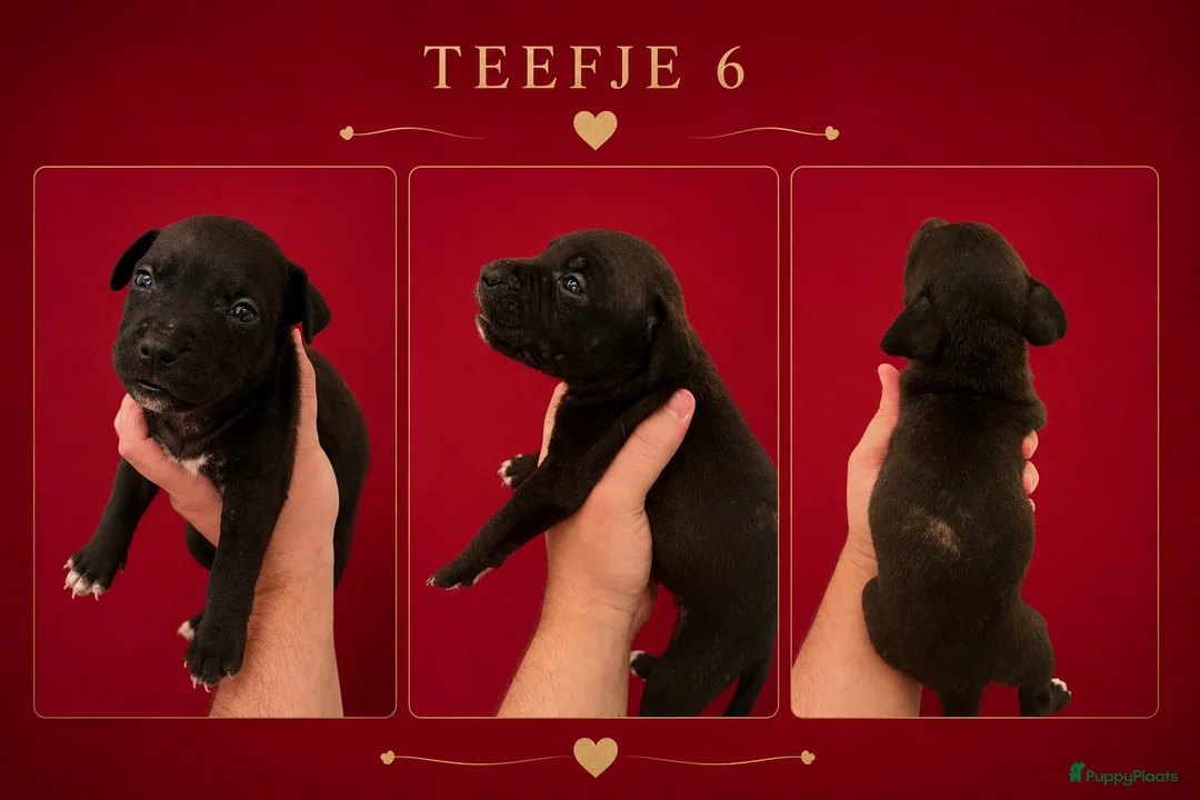 American Staffordshire Terriër honden te koop: Amerikaanse Stafford Pups - Advertentie 2