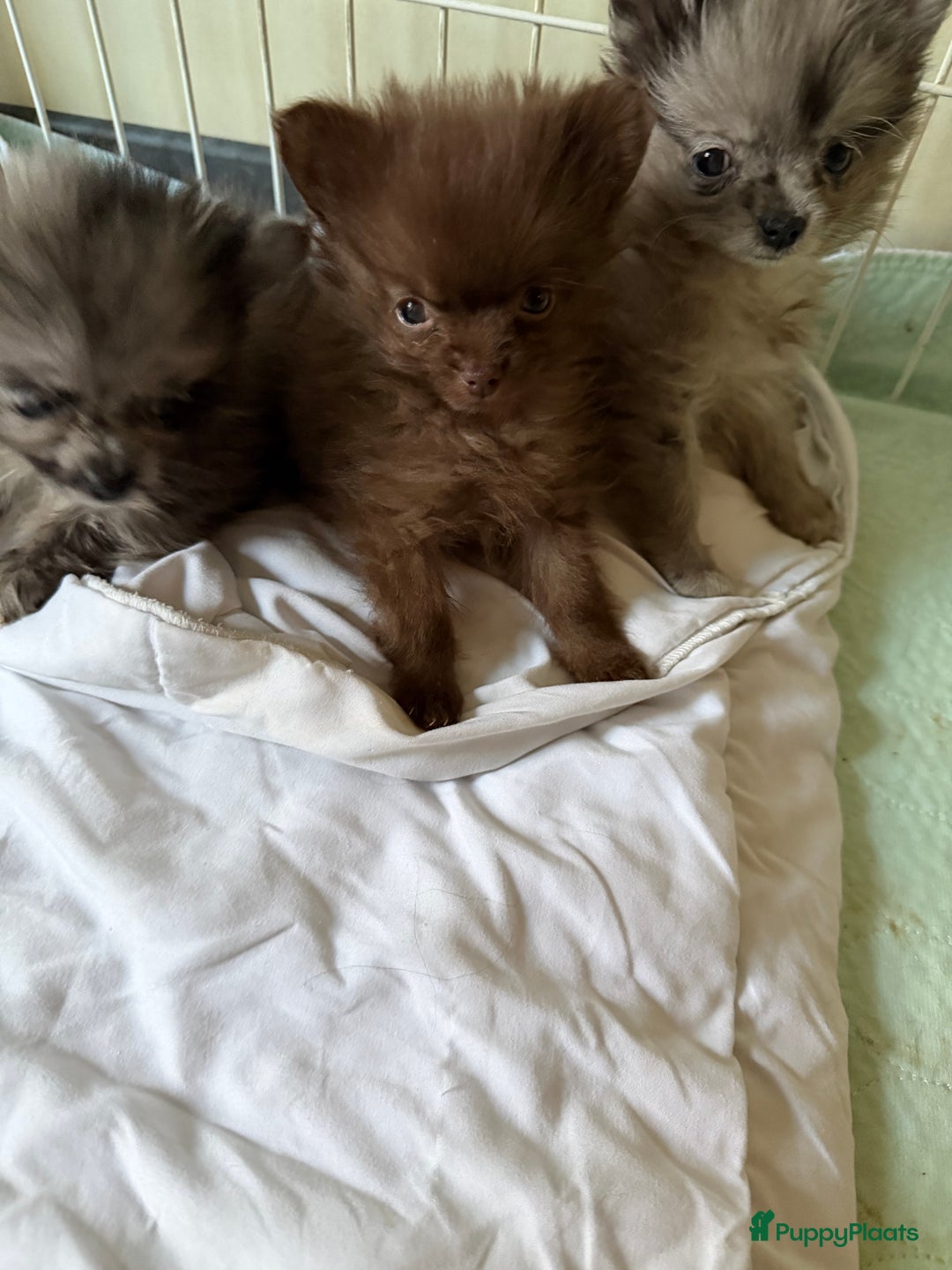 Pomchi honden te koop: Mooie pomchi - Advertentie 3