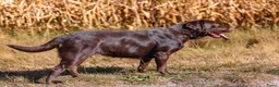 Labrador Retriever honden te koop: Gezonde en liefdevolle labrador pups - Advertentie 17