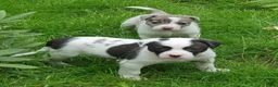 Kruising honden te koop: Border Collie Kruising pups  in Onstwedde - Advertentie 21