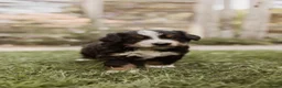 Berner Sennenhond honden te koop: Berner Sennen Pups in Overberg - Advertentie 3