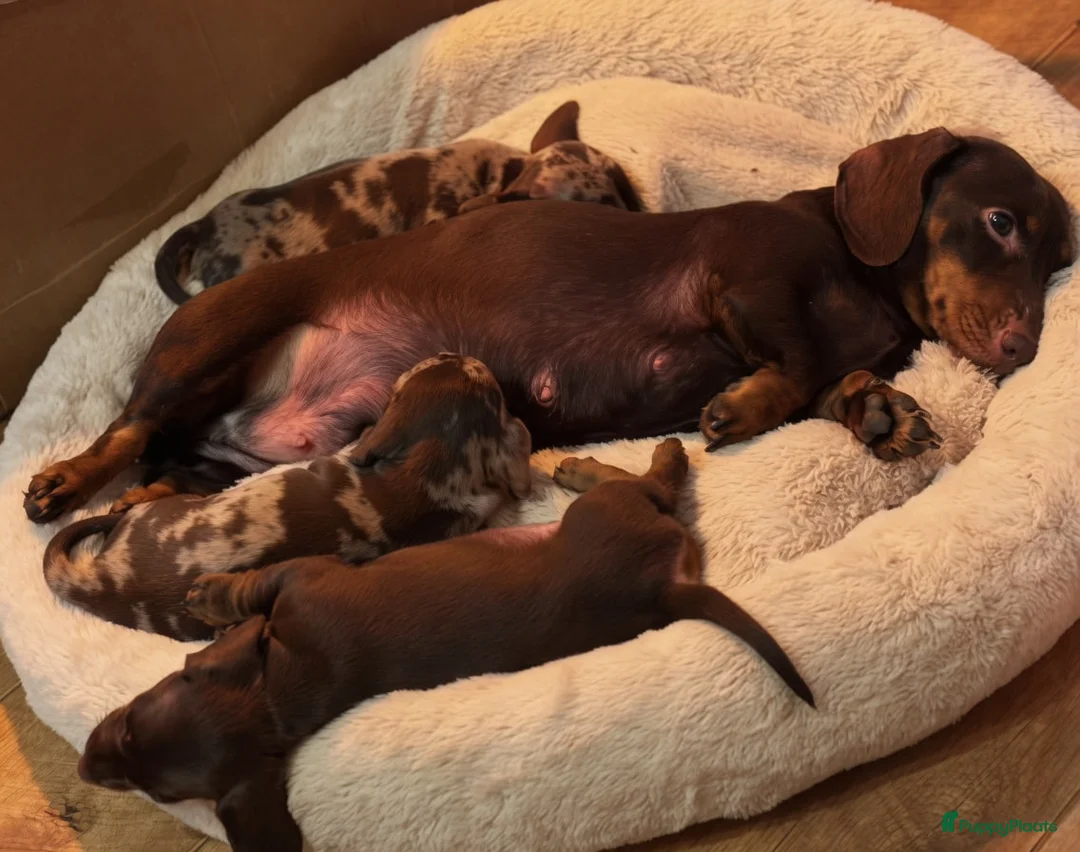 Teckel (korthaar)  honden te koop: Teckelpuppy in Zwaag - Advertentie 4
