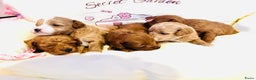 Maltipoo honden te koop: MALTIPOO pups te reserveren bijna 5 weken oud - Advertentie 12