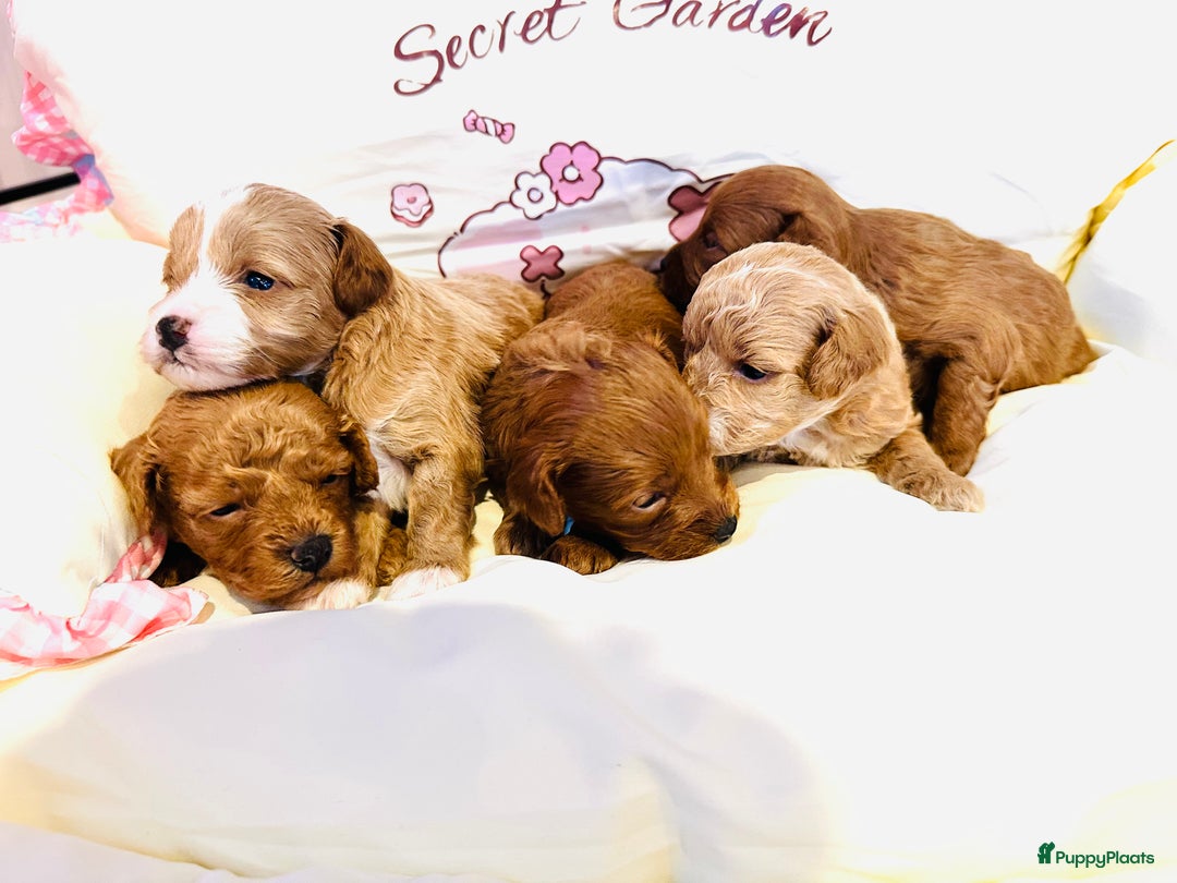 Maltipoo honden te koop: MALTIPOO pups te reserveren bijna 5 weken oud - Advertentie 12