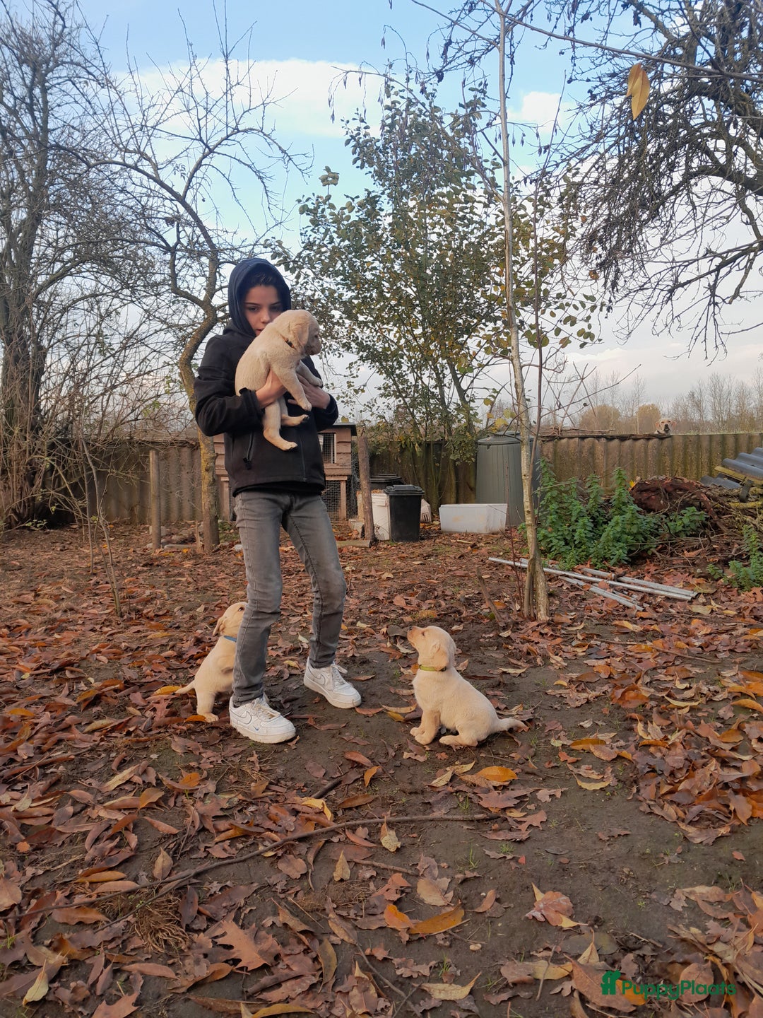 Labrador Retriever honden te koop: Lieve enthousiaste labrador pups - Advertentie 8