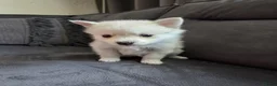 Pomsky honden te koop: Pomeriaan pomsky pups - Advertentie 12