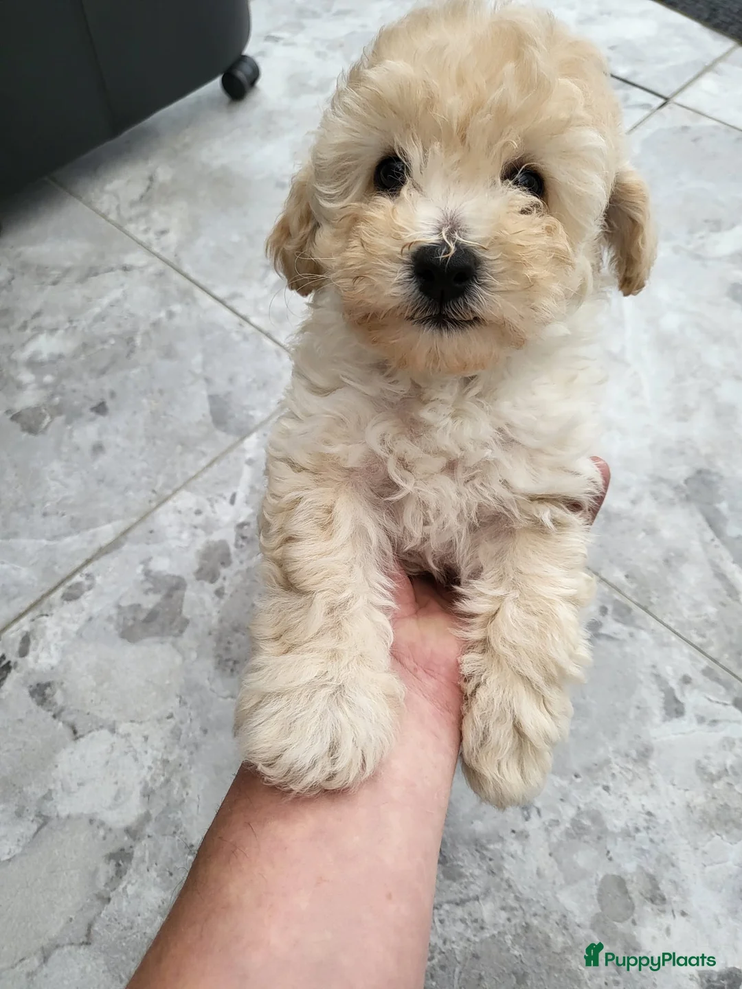 Poedel Toy honden te koop: Schattige Toypoedel pups uit goed geteste ouders.  - Advertentie 1