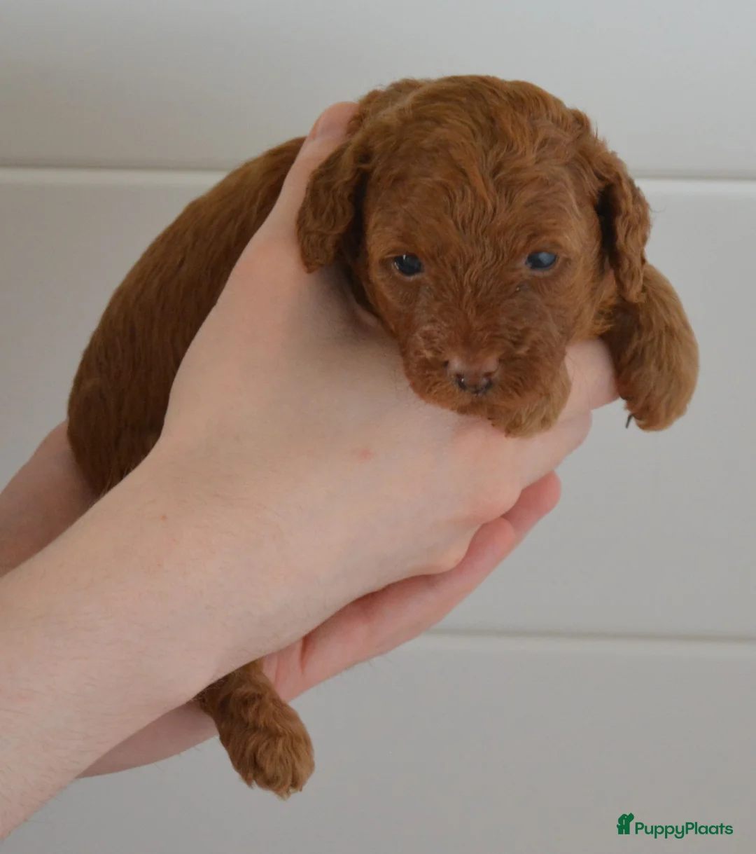 Poedel Toy honden te koop: Te koop Toy poedel pups met FCI stamboom in Alblasserdam - Advertentie 2