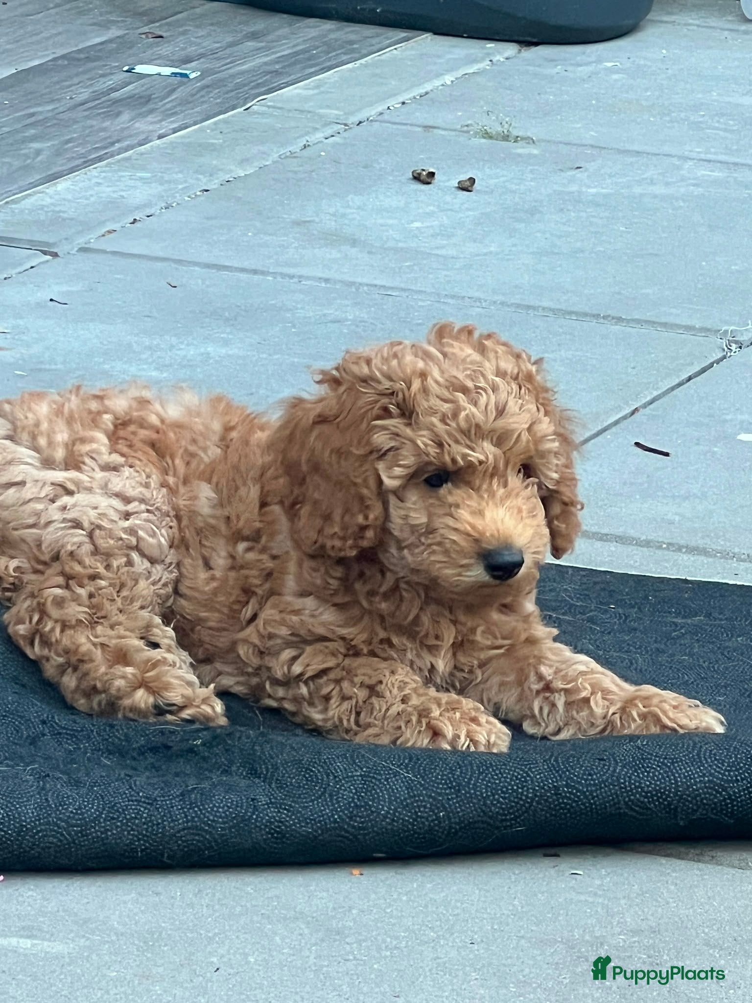 Poedel honden Een nieuw thuis voor onze puppy's. - Advertentie 2