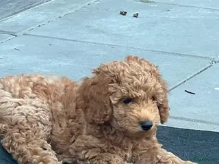 Poedel honden Een nieuw thuis voor onze puppy's. - Advertentie 2