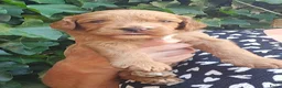 Australian Labradoodle honden te koop: Australian labradoodle reutje mini - Advertentie 4