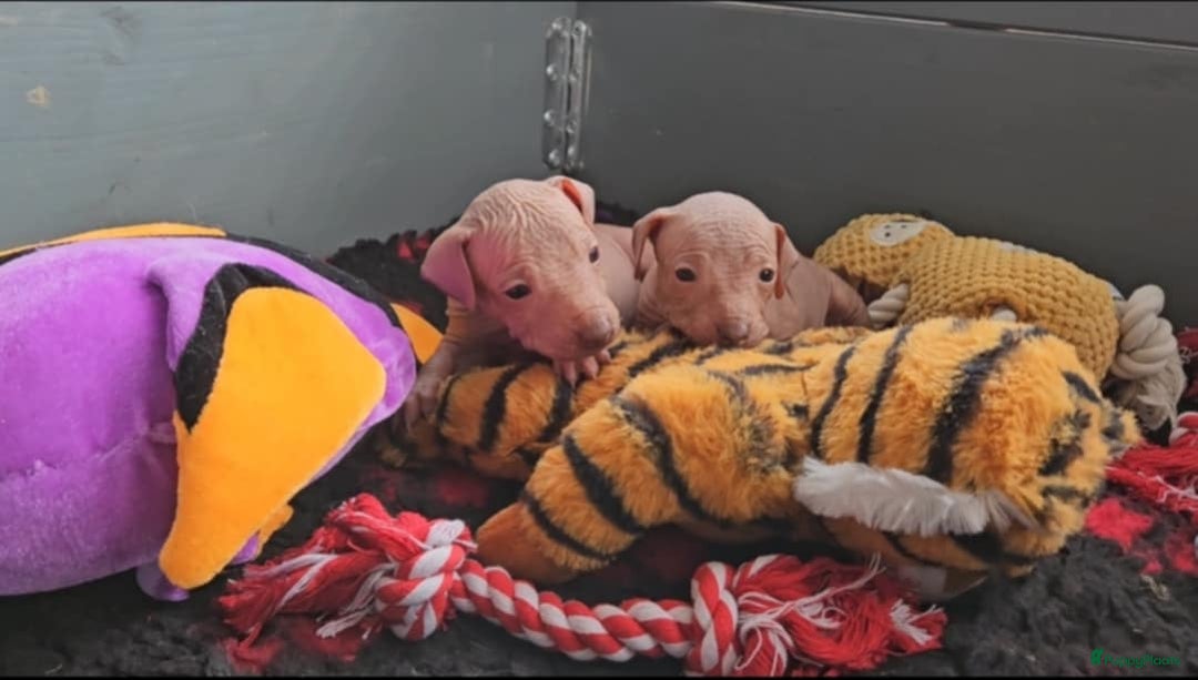 Mexicaanse Naakthond honden te koop: Mexicaanse Naakthond Miniatuur, Xolo, met vacht - Afbeelding 14
