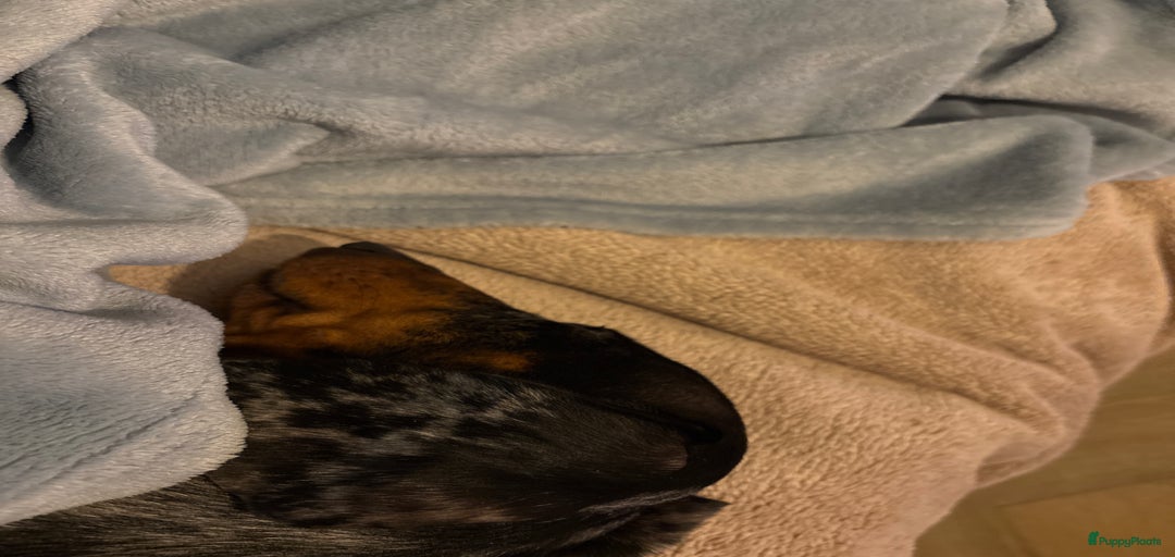 Galerij afbeelding {{count}}