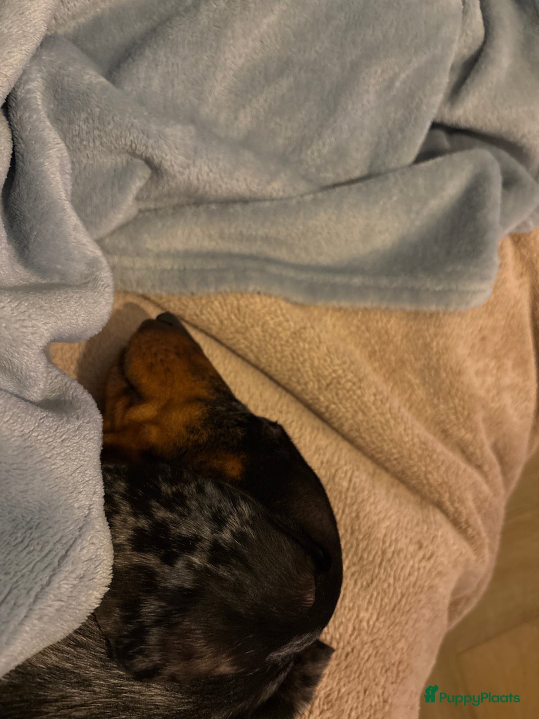 Galerij afbeelding {{count}}