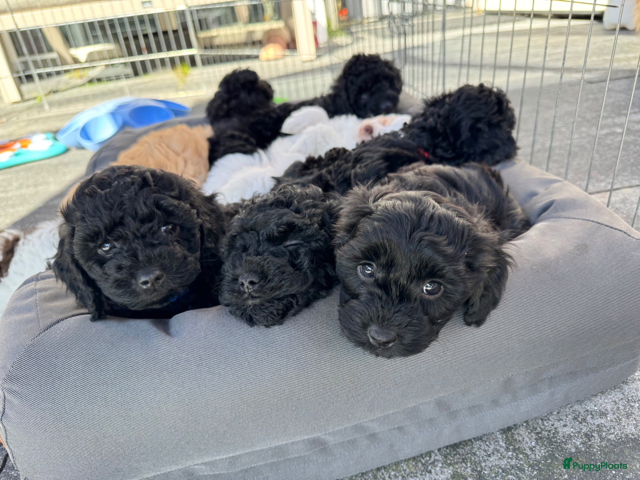 Maltipoo honden Geweldige MaltiPoo’s 🥰 Zwart - Advertentie 2