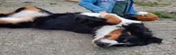 Kruising honden te koop: Mooie pups Berner kruising wetterhoun  - Advertentie 14