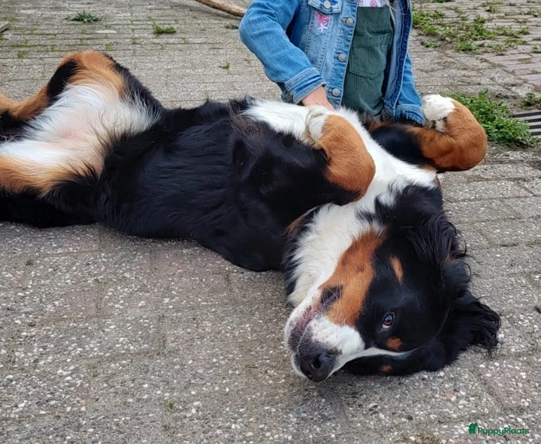Kruising honden te koop: Mooie pups Berner kruising wetterhoun  - Advertentie 14