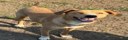 Kruising honden te koop: Suzy  in Leiden - Advertentie 4