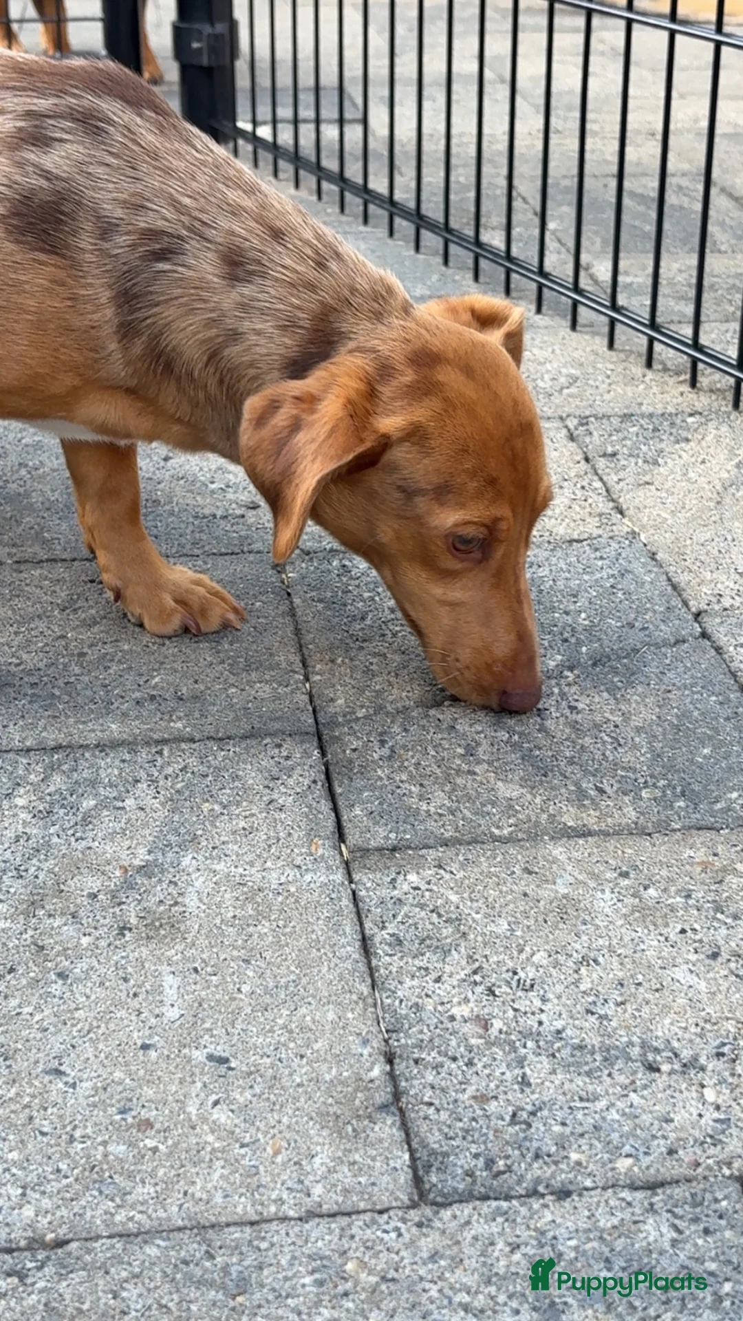 Jack Russel Terriër honden te koop: Choco merle Jackrussel  - Advertentie 4