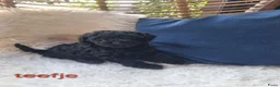 Poedel Toy honden te koop: Toypoedel pups in Oosterwolde - Advertentie 9