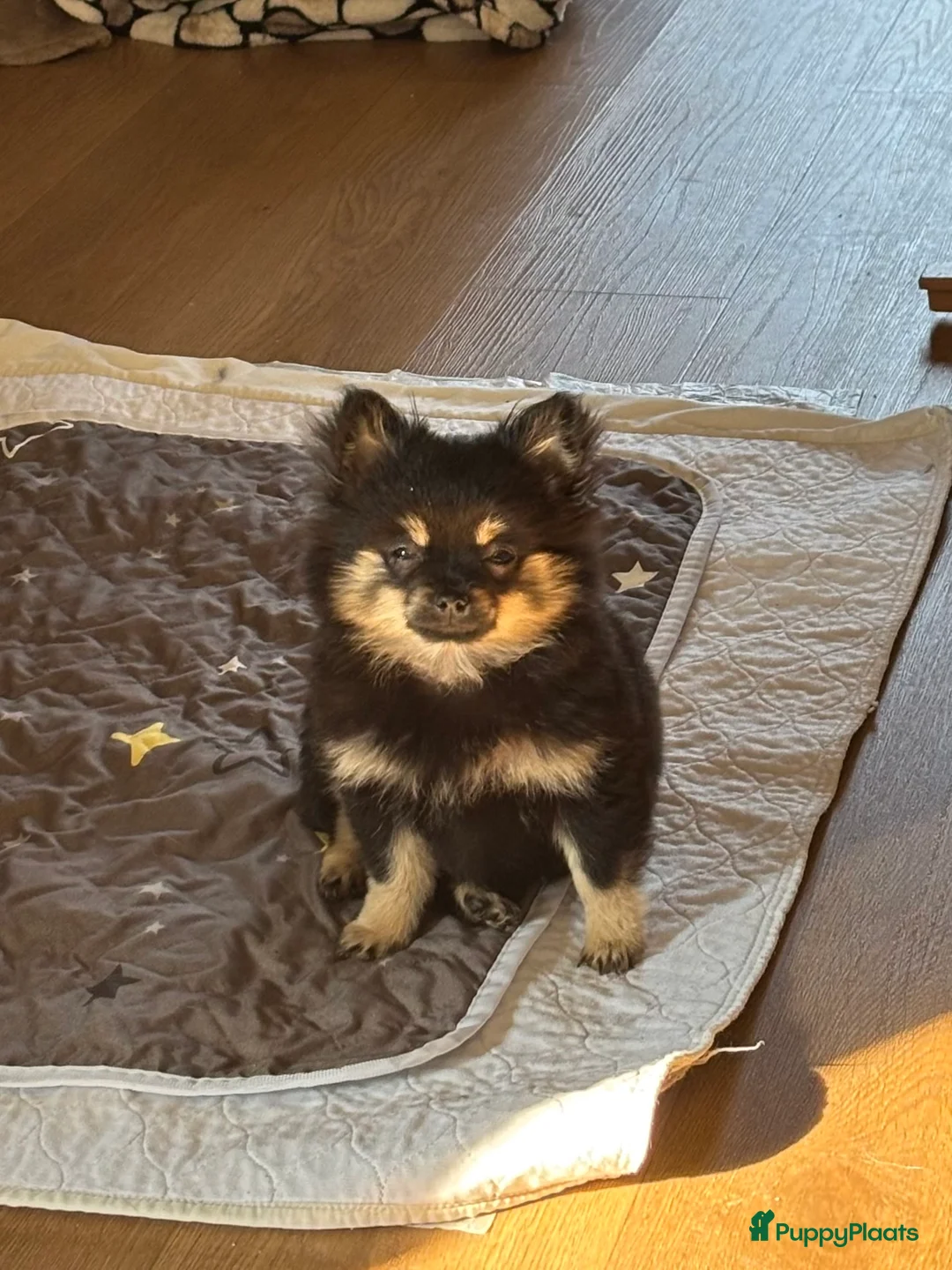 Kruising honden te koop: Schattig puppy zoekt een gouden mandje - Advertentie 1