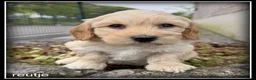 Maltipoo honden te koop: Maltipoo F1b pups - Advertentie 4