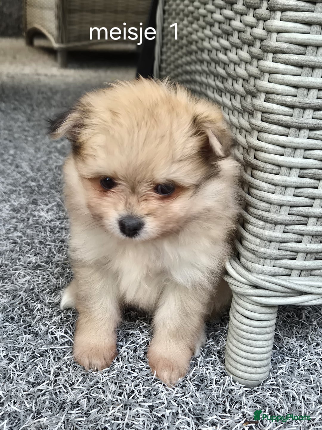 Pomeriaan honden te koop: Pomeriaan Pups - Afbeelding 6