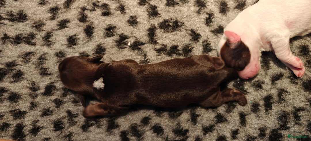 Tibetaanse Terriër honden te koop: Tibetaanse Terriërs  - Advertentie 18