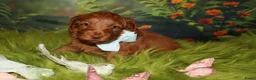 Australian Labradoodle honden te koop: 1 teefje en 3 reutjes Australian labradoodle pups - Advertentie 8