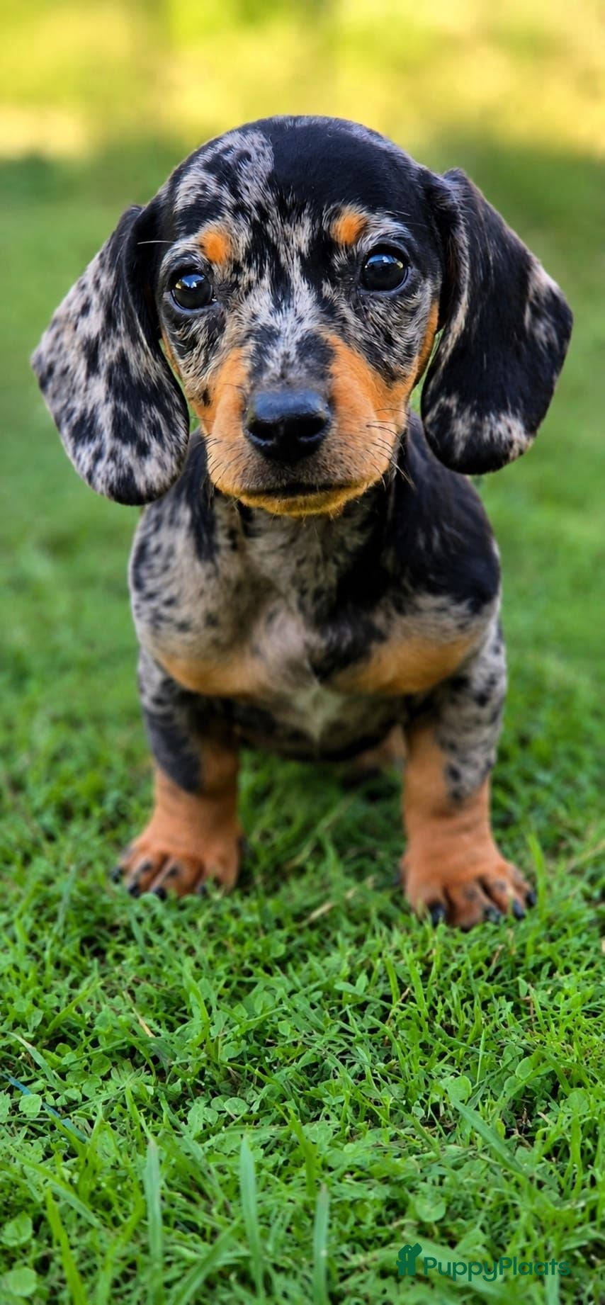 Dwergteckel honden Prachtige dwergteckel pups  - Advertentie 2