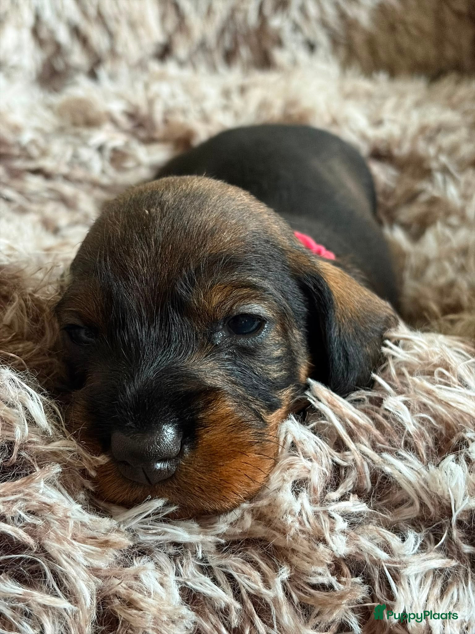 Ruwhaar Teckel honden Ruwharige teckelpups lief karakter en jachtpassie - Advertentie 1