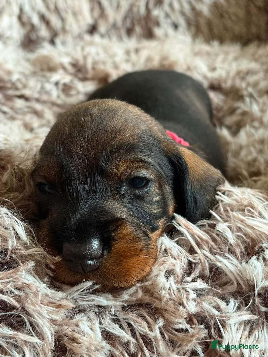 Ruwhaar Teckel honden te koop: Ruwharige teckelpups lief karakter en jachtpassie - Advertentie 1