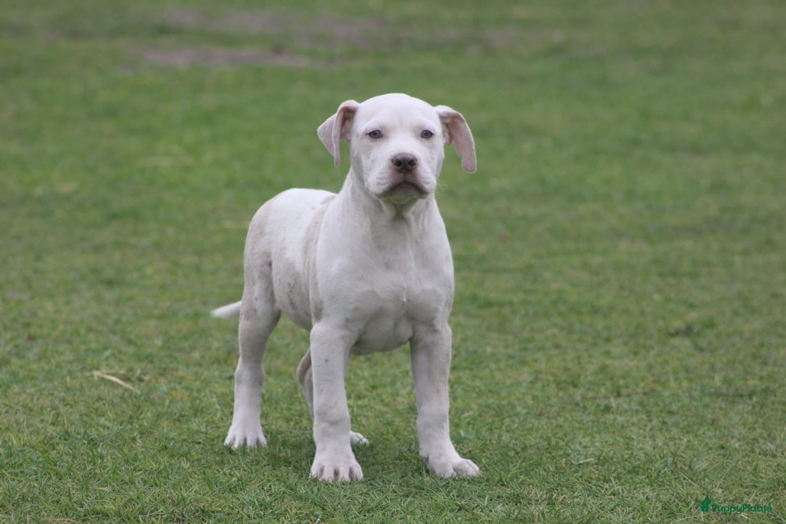 Amerikaanse Bully honden American Bully pups Abkc België  - Advertentie 1