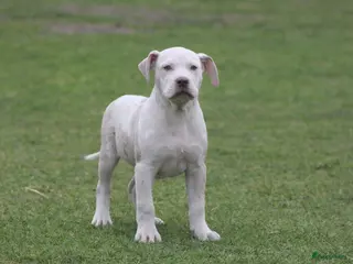 Amerikaanse Bully honden American Bully pups Abkc België - Advertentie 1