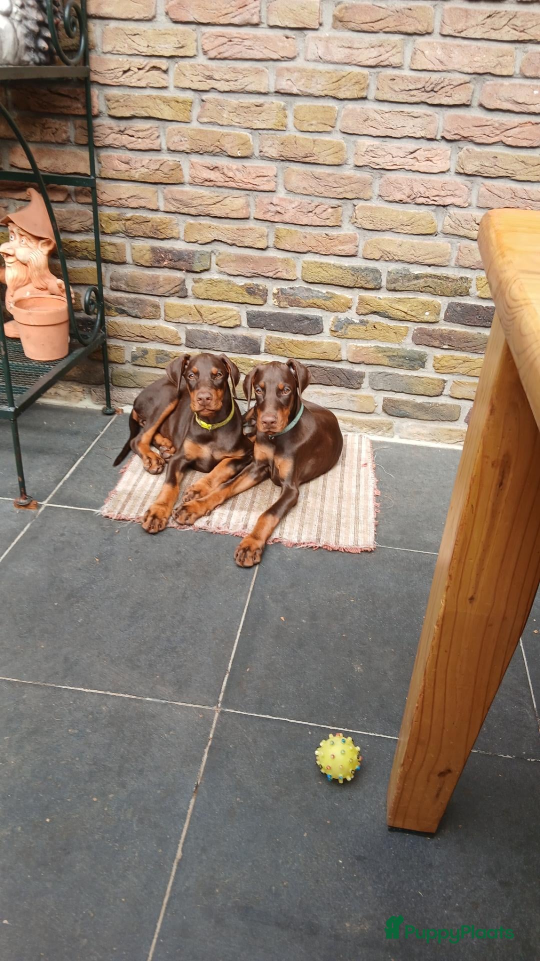Dobermann honden Prachtige Dobermann pups - Advertentie 3