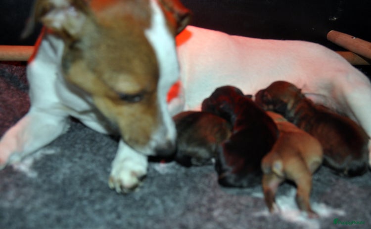 Jack Russel Terriër honden - Advertentie 2
