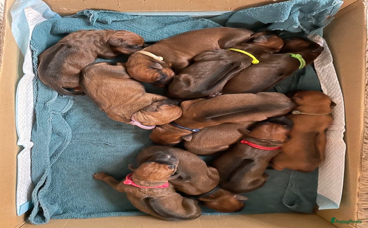 Rhodesian Ridgeback honden - Advertentie 2