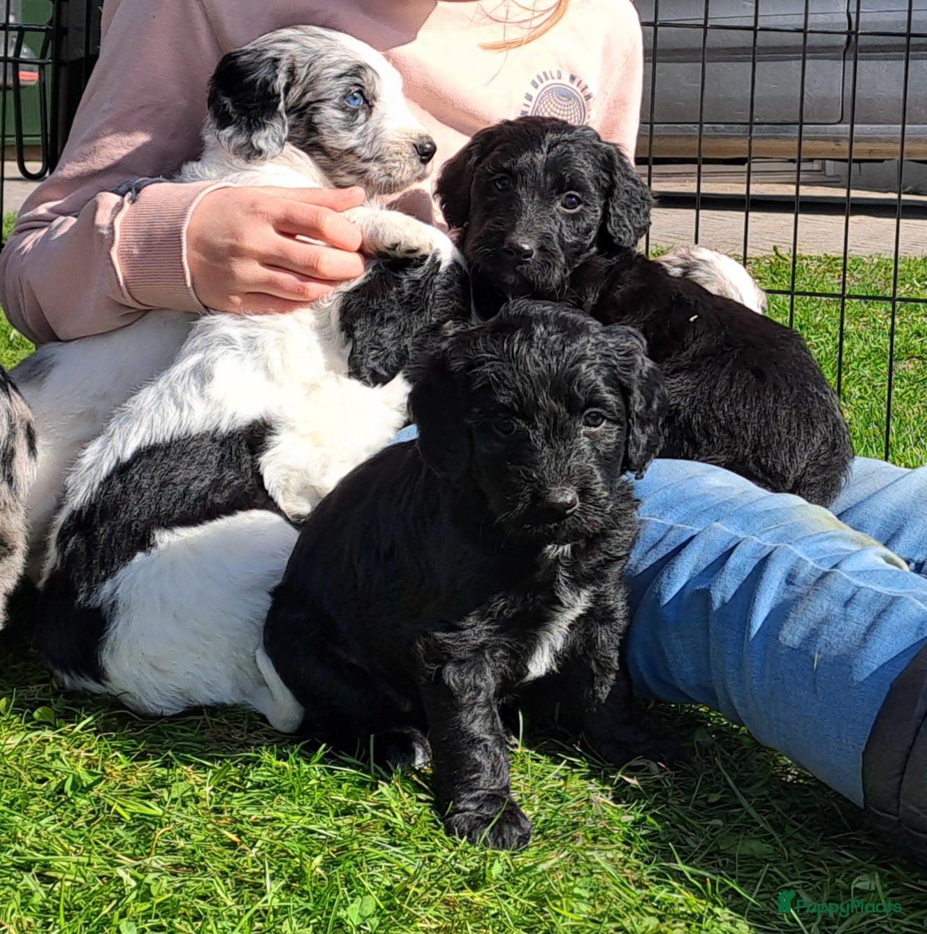Kruising honden Pups Friese Stabij x Poedel blue merle - Advertentie 5