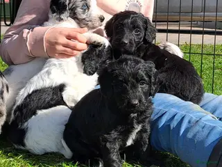 Kruising honden Pups Friese Stabij x Poedel blue merle - Advertentie 5