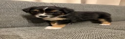 Australian Shepherd honden te koop: Lieve Australian Shepherd pups - Advertentie 15