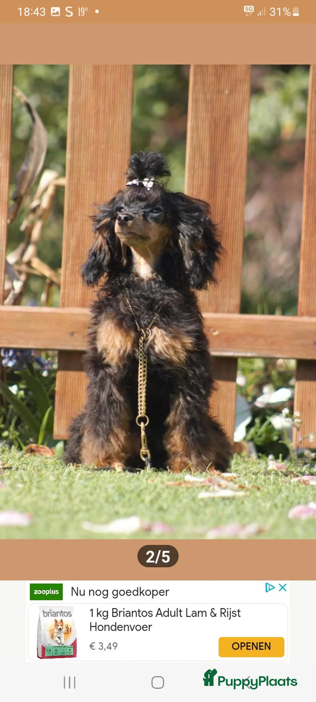 Poedel Toy honden te koop: Toy poedel reutje  - Advertentie 3