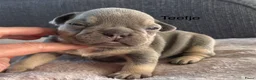 Franse Bulldog honden te koop: Prachtig nestje Franse Bulldog pups  - Advertentie 7