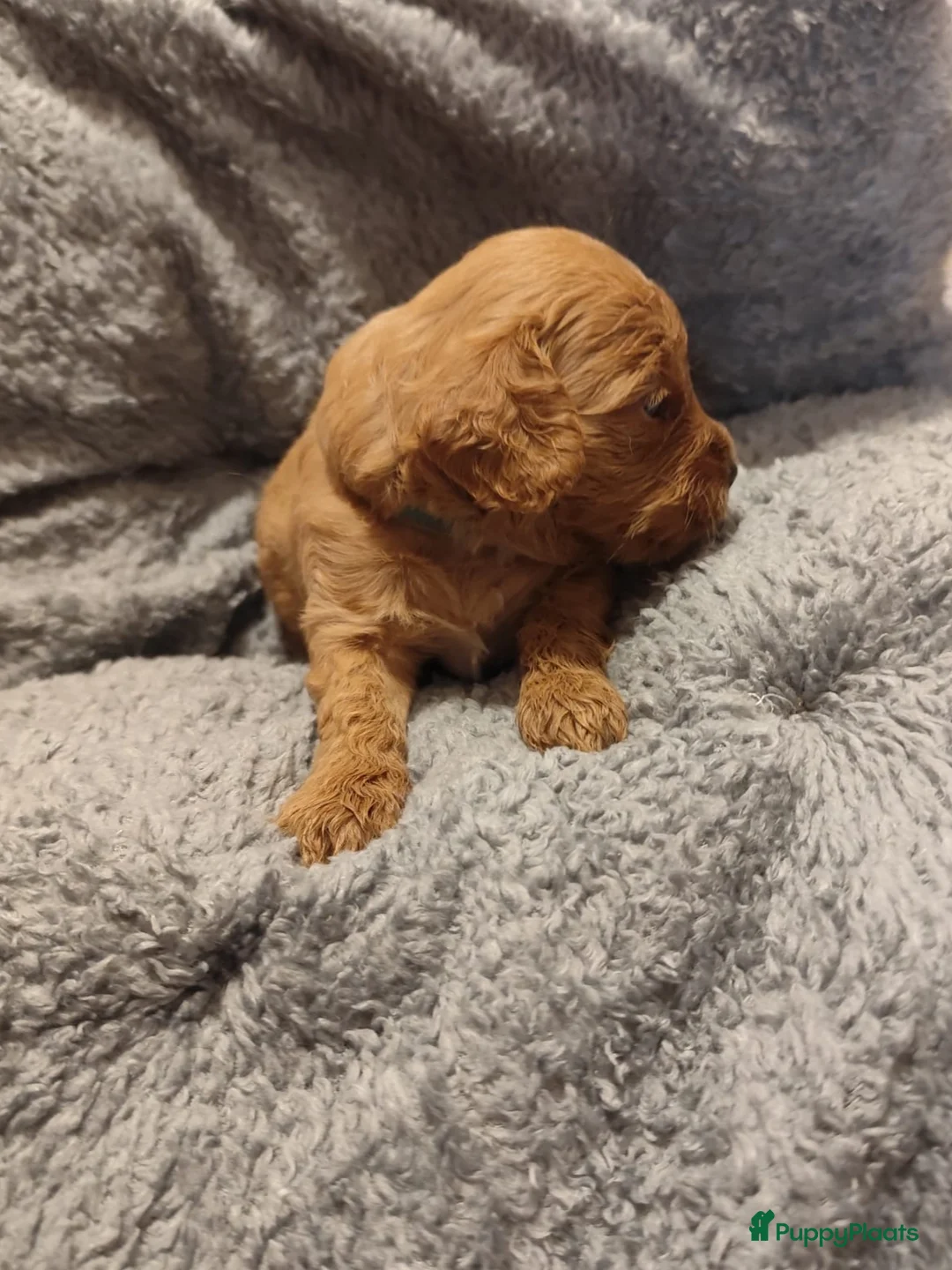 Cavapoo honden te koop: Laatste cavapoo pup teefje beschikbaar  - Advertentie 5