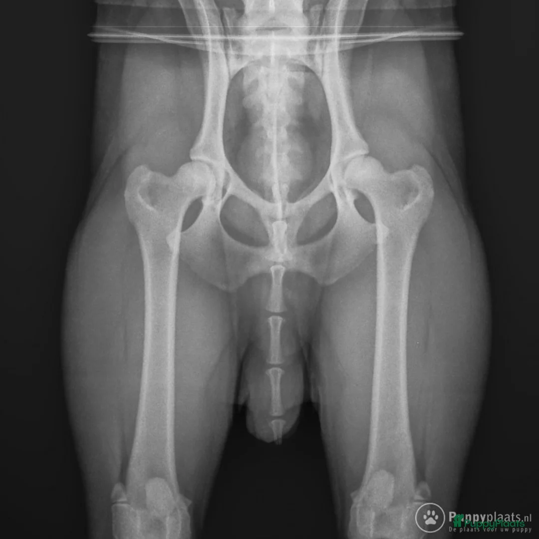 Kruising honden ter dekking: Pomsky dekreu ter beschikking in Valkenburg - Advertentie 5