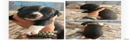 American Staffordshire Terriër honden te koop: 🐶🐾Amerikaanse Staffordshire Terrier🐾🐶 - Advertentie 12