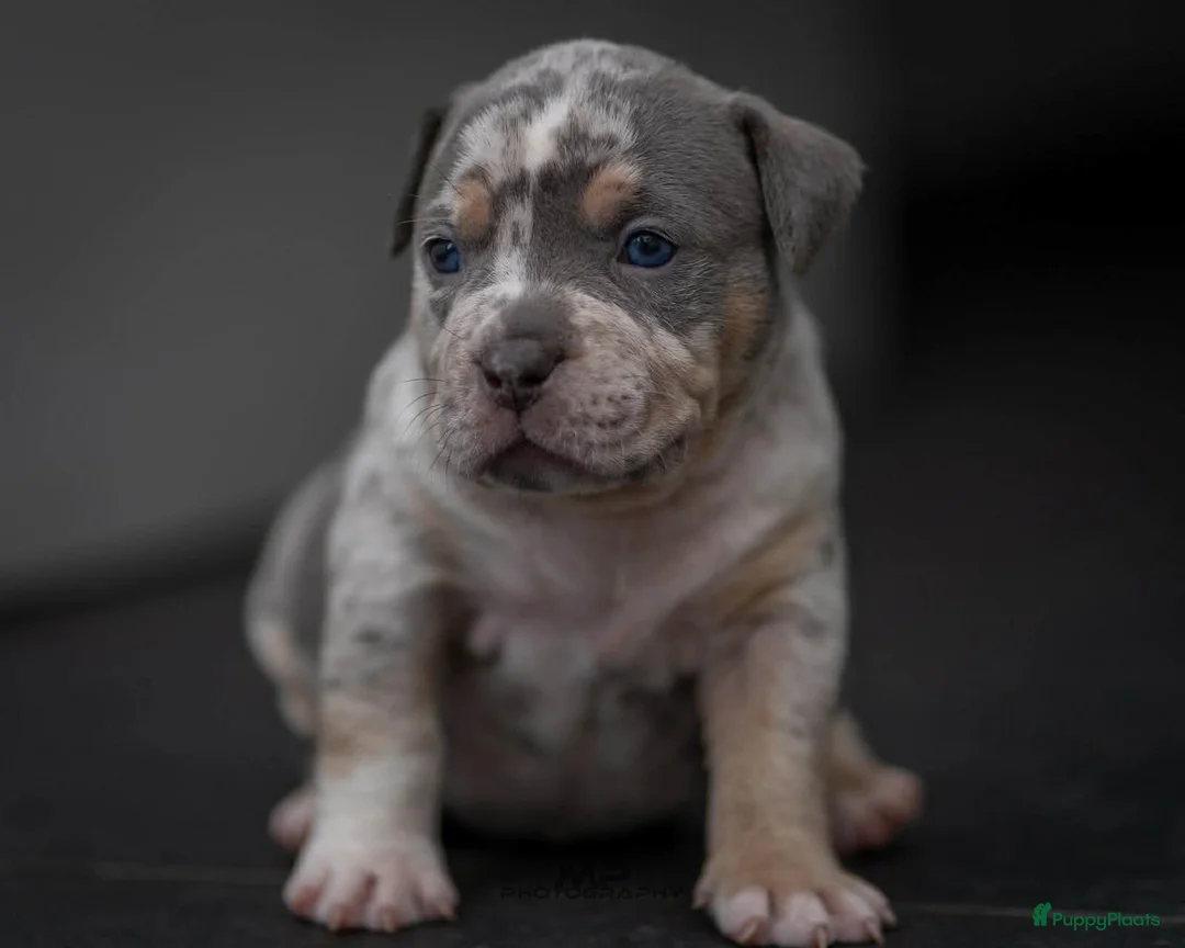 Amerikaanse Bully honden te koop: American Bully pocket pups verwacht  - Advertentie 33