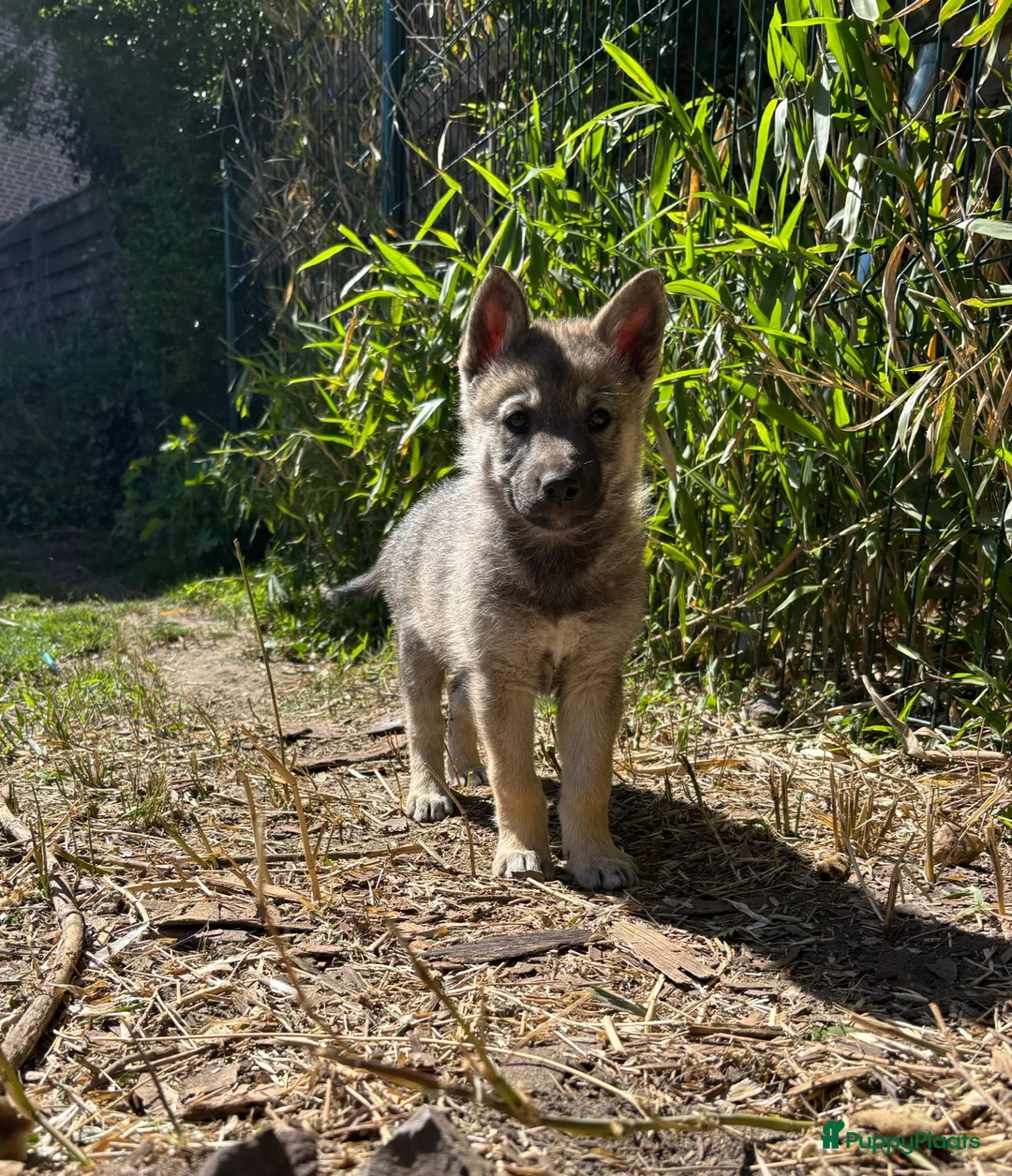 Saarlooswolfhond honden te koop: Tsjechoslowaakse wolfhond kruising - Advertentie 15