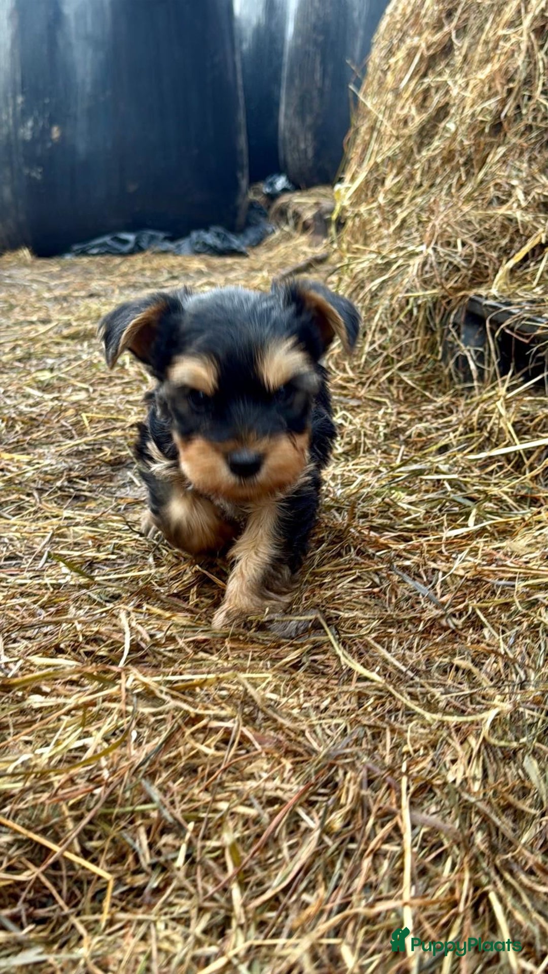Yorkshire Terriër honden te koop: Yorkshire terriër puppies zoeken goudenmand. - Advertentie 6