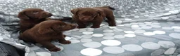 Labrador Retriever honden te koop: Zeer labrador pups ouder met stamboom  - Advertentie 6